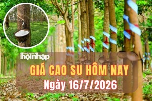 Giá cao su hôm nay 16/7/2026: Cao su thế giới tăng mạnh trên các sàn châu Á
