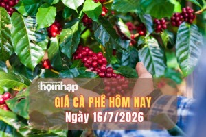 Giá cà phê hôm nay 16/7/2026: Áp sát mốc 100.000 đồng/kg, nguồn cung cuối vụ ngày càng khan hiếm