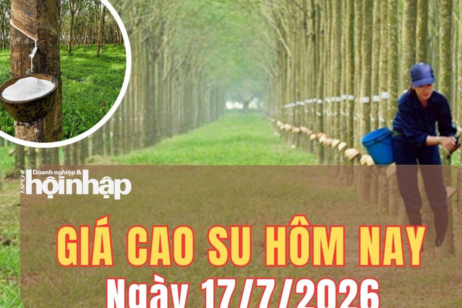 Giá cao su hôm nay 17/7/2026: Giá cao su thế giới tăng giảm lệch chiều