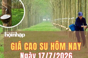 Giá cao su hôm nay 17/7/2026: Giá cao su thế giới tăng giảm lệch chiều