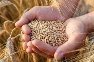 Giá lúa mì thế giới lập đỉnh hai tháng: Nguồn cung thắt chặt