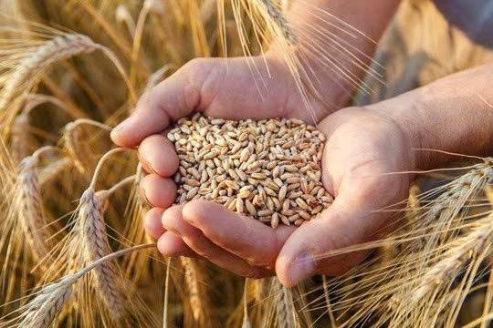 Giá lúa mì thế giới lập đỉnh hai tháng: Nguồn cung thắt chặt