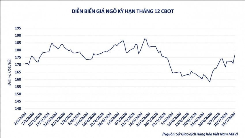 Giá ngô rời đỉnh hơn một tháng: Sức ép từ nguồn cung và nhu cầu nội địa Mỹ