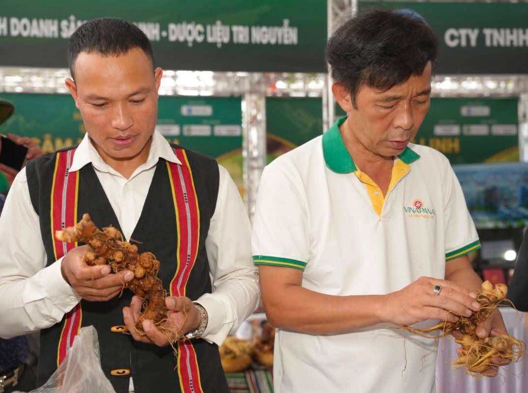 Đà Nẵng tôn vinh văn hóa dược liệu Sâm Ngọc Linh