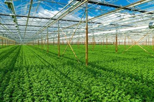 Nông sản Việt cần “hộ chiếu xanh” để chinh phục thị trường toàn cầu