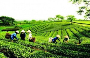 Thái Nguyên phát huy hiệu quả vốn chính sách, giúp dân thoát nghèo bền vững