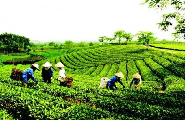 Thái Nguyên phát huy hiệu quả vốn chính sách, giúp dân thoát nghèo bền vững