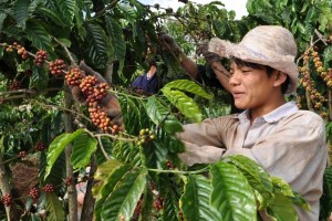 Biến động mạnh trên thị trường cà phê: Sức ép ngắn hạn và điểm tựa từ vùng đáy tồn kho