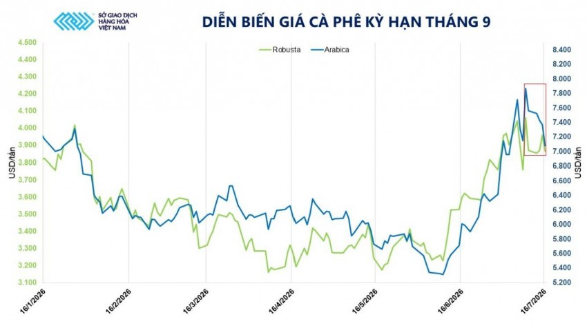 Biến động mạnh trên thị trường cà phê: Sức ép ngắn hạn và điểm tựa từ vùng đáy tồn kho