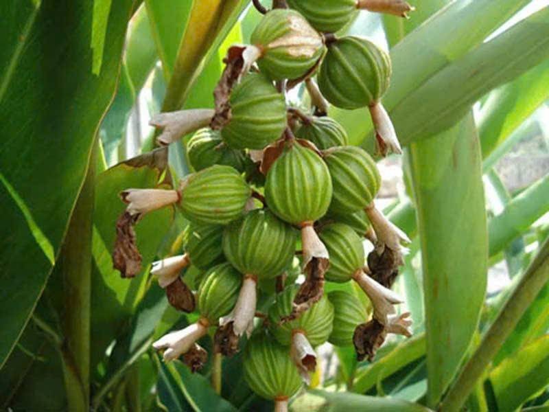 Gia vị dưới tán rừng: 