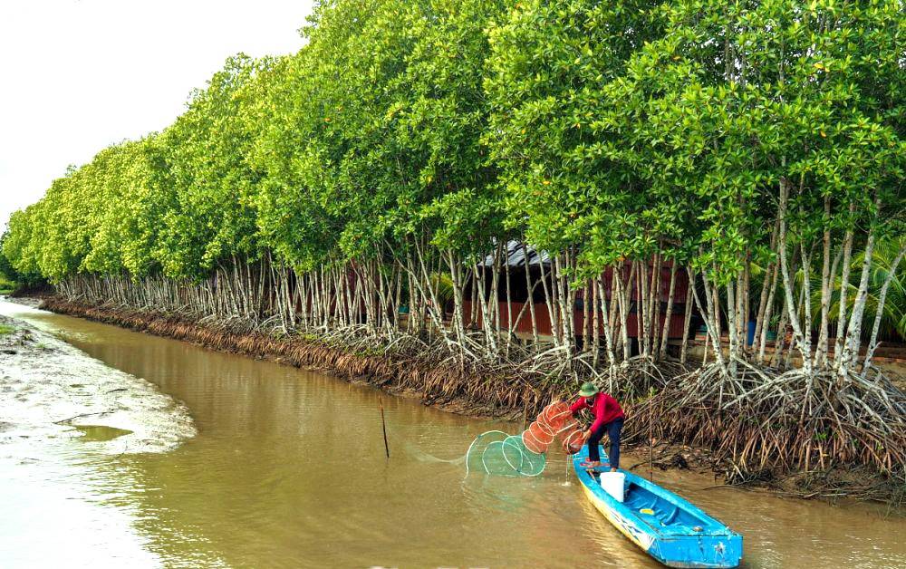 Cà Mau phát triển kinh tế gắn bảo tồn rừng ngập mặn