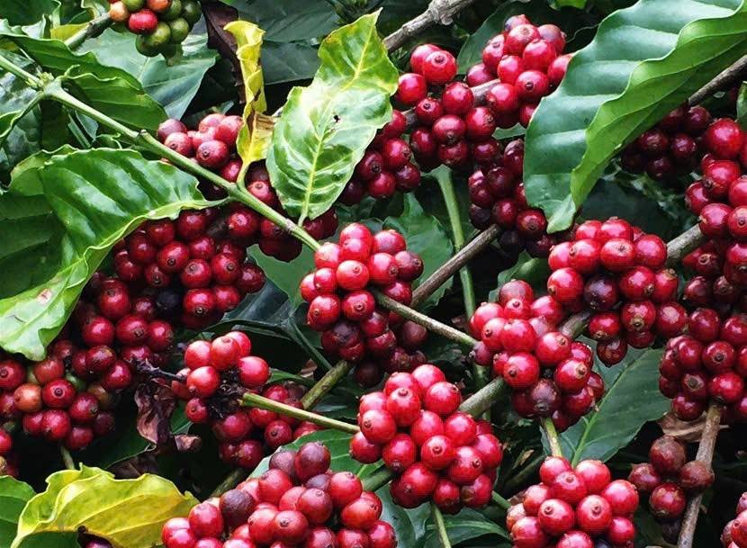 Nâng cao tỷ trọng chế biến sâu và chuẩn hóa vùng trồng bền vững để củng cố vị thế cà phê Việt trên trường quốc tế