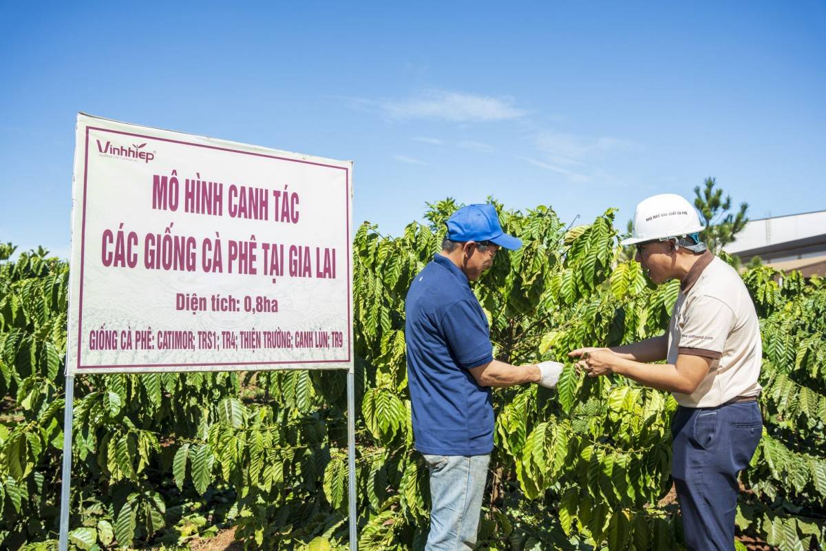 Phát triển vùng nguyên liệu chất lượng cao và ứng dụng công nghệ được xem là nền tảng để nâng cao giá trị hạt cà phê Gia Lai
