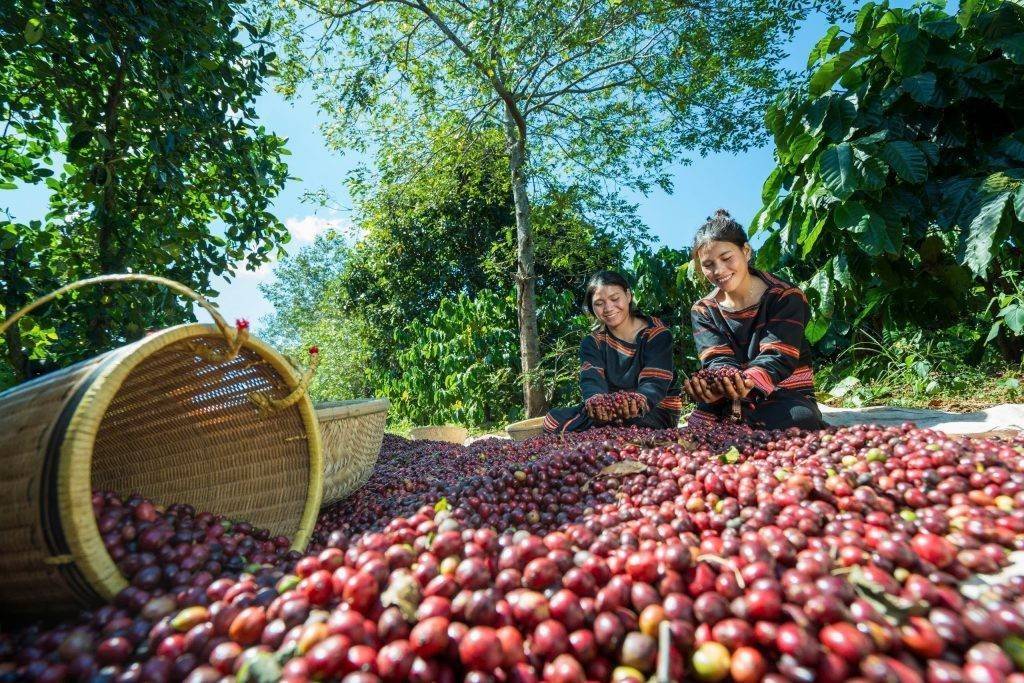 Gia Lai: Duyệt dự án viện nghiên cứu cà phê AI 326 tỷ đồng