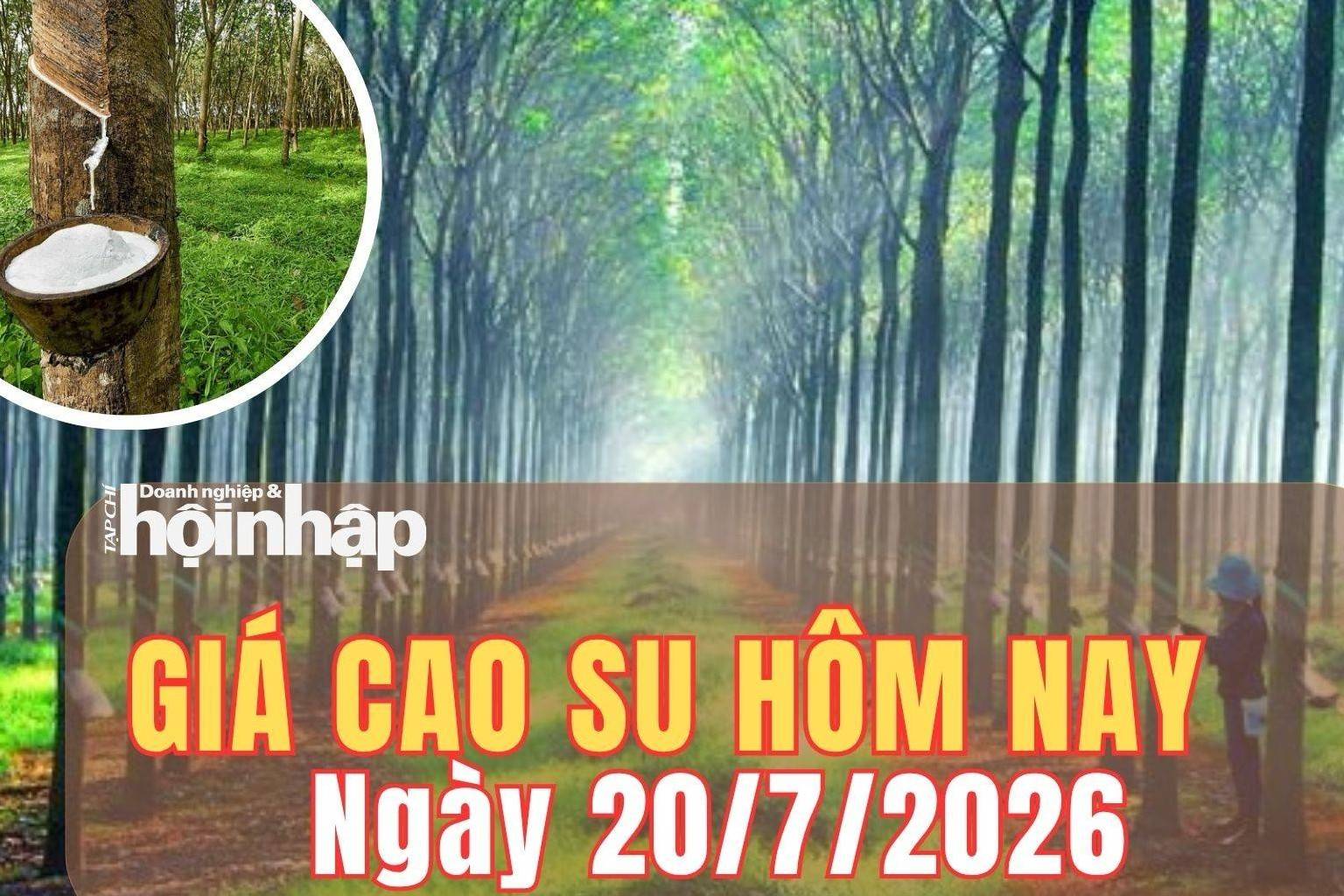 Giá cao su hôm nay 20/7/2026: Trong nước đi ngang, thị trường thế giới trái chiều