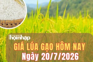 Giá lúa gạo hôm nay 20/7/2026: Giá lúa gạo trong nước ổn định, cước xuất khẩu biến động