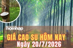 Giá cao su hôm nay 20/7/2026: Trong nước đi ngang, thị trường thế giới trái chiều