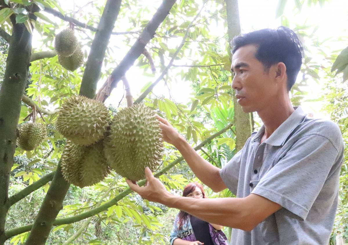 Đắk Lắk tổ chức lễ hội, khởi động mùa sầu riêng 2026