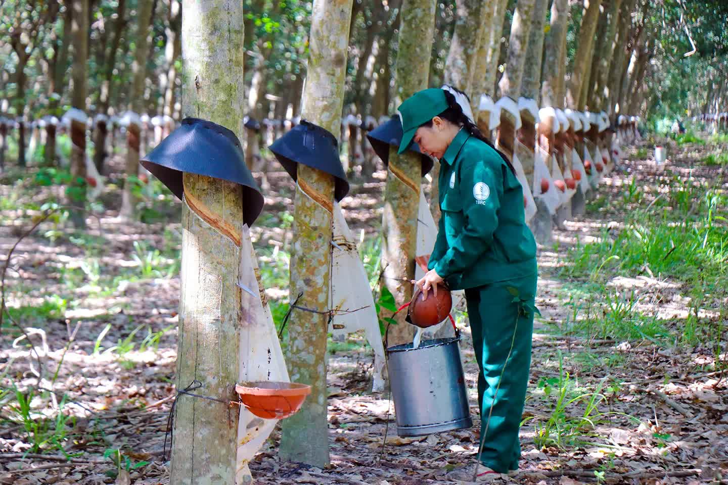 Cao su Tân Biên lãi quý II giảm 53%, vẫn hoàn thành 94% kế hoạch lợi nhuận sau nửa năm