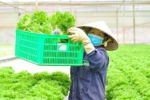 TP. Hồ Chí Minh đặt mục tiêu giảm ít nhất 15% phát thải khí nhà kính trong lĩnh vực trồng trọt đến năm 2035