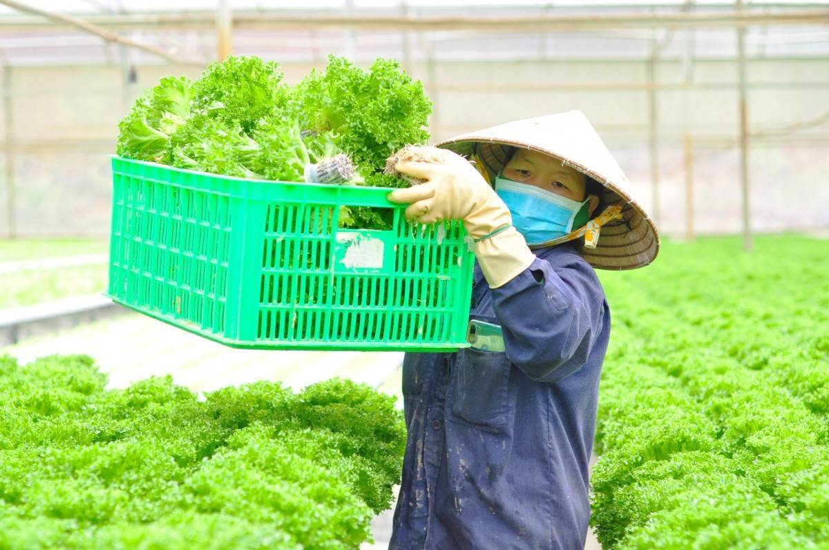 TP. Hồ Chí Minh đặt mục tiêu giảm ít nhất 15% phát thải khí nhà kính trong lĩnh vực trồng trọt đến năm 2035