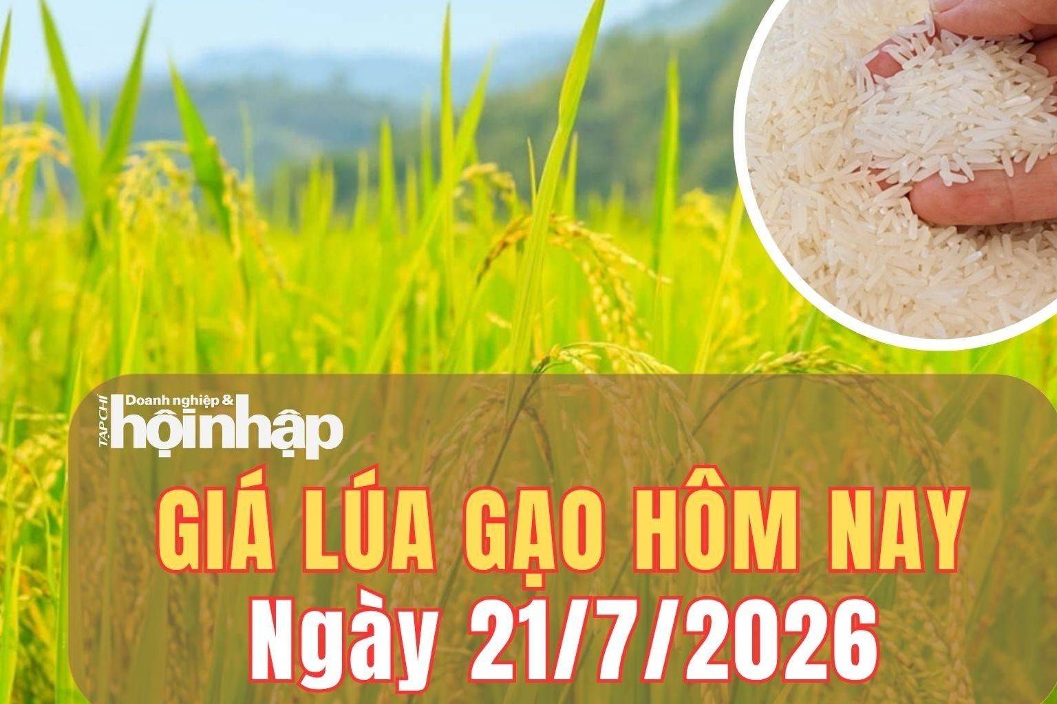 Giá lúa gạo hôm nay 21/7/2026: Giá gạo nguyên liệu và phụ phẩm tăng nhẹ