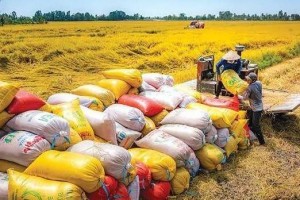 Xuất khẩu gạo bước vào cuộc đua mới, doanh nghiệp Việt đối mặt cạnh tranh ngày càng lớn