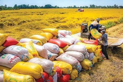 Xuất khẩu gạo bước vào cuộc đua mới, doanh nghiệp Việt đối mặt cạnh tranh ngày càng lớn