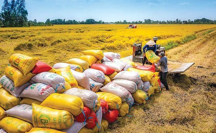Xuất khẩu gạo bước vào cuộc đua mới, doanh nghiệp Việt đối mặt cạnh tranh ngày càng lớn
