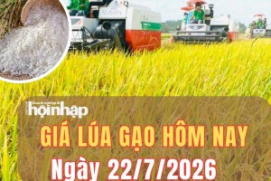 Giá lúa gạo hôm nay 22/7/2026: Giá gạo nguyên liệu tiếp đà tăng, thị trường xuất khẩu cạnh tranh