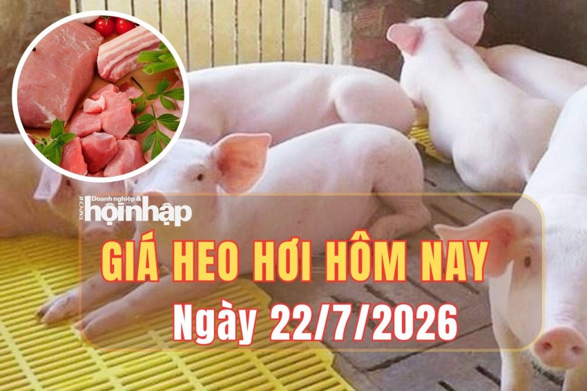 giá heo hơi