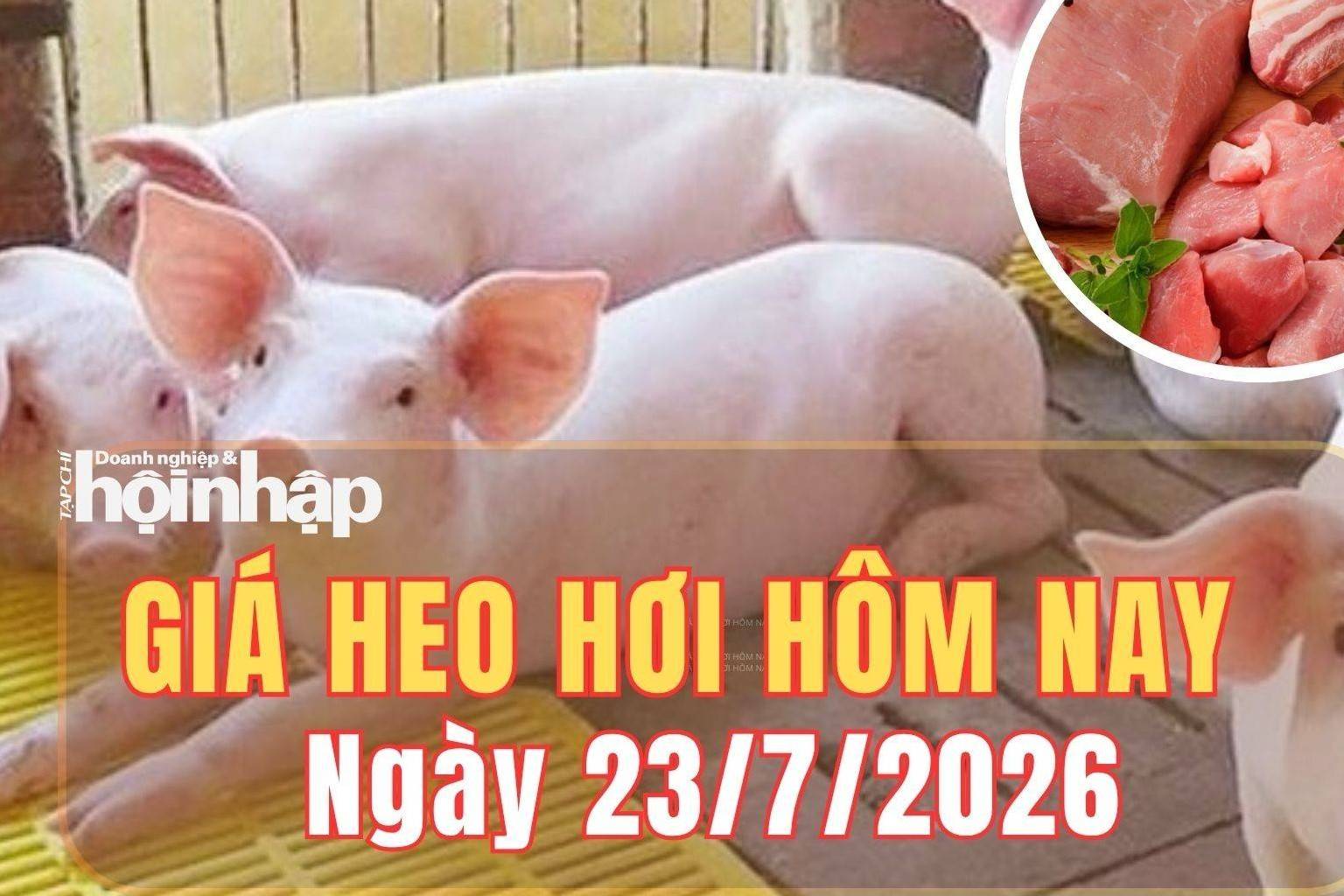 Giá heo hơi hôm nay 23/7/2026: Giá heo hơi tiếp tục giảm tại miền Bắc và miền Trung
