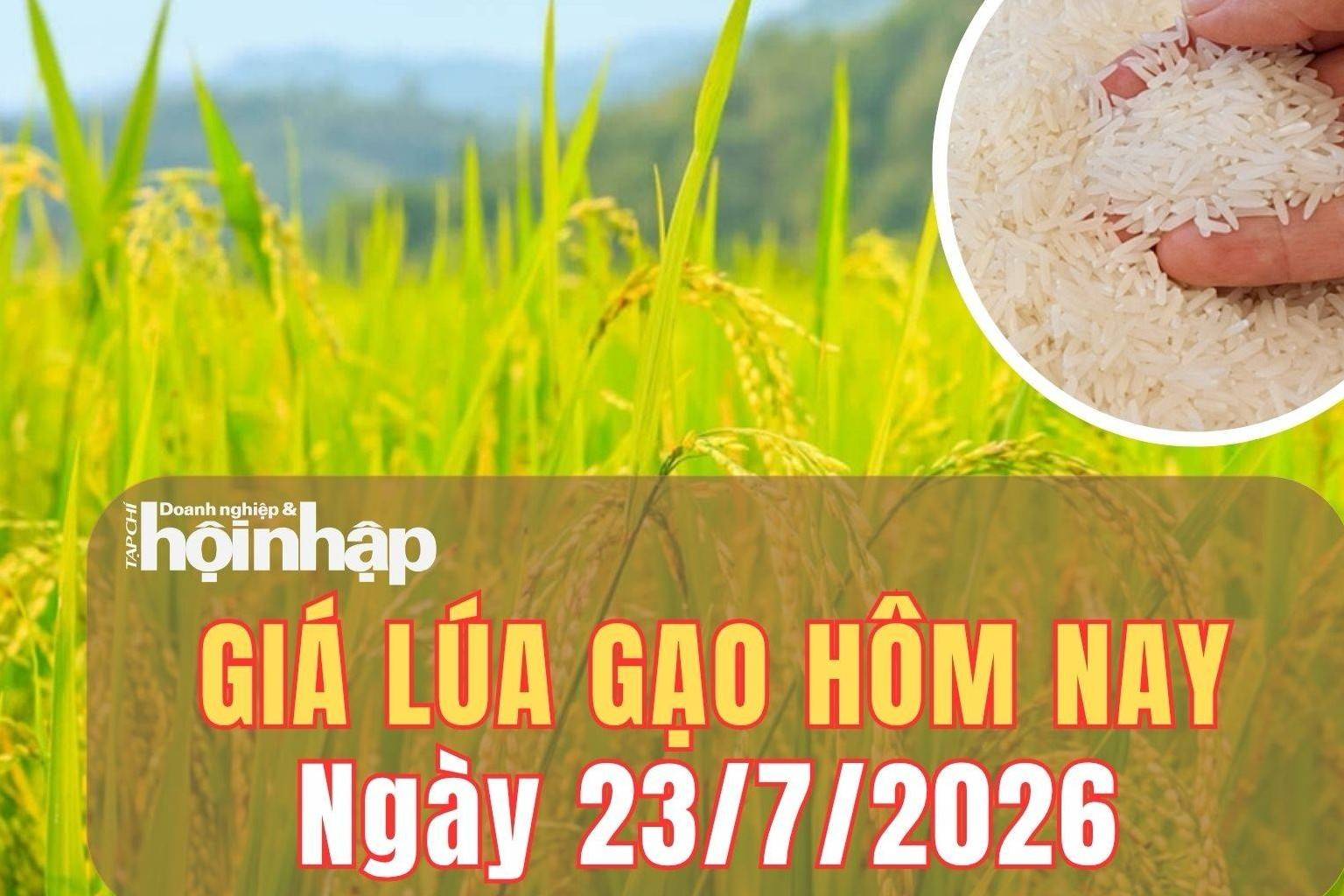 Giá lúa gạo hôm nay 23/7/2026: Giá cám tăng, gạo nguyên liệu giữ đà đi lên