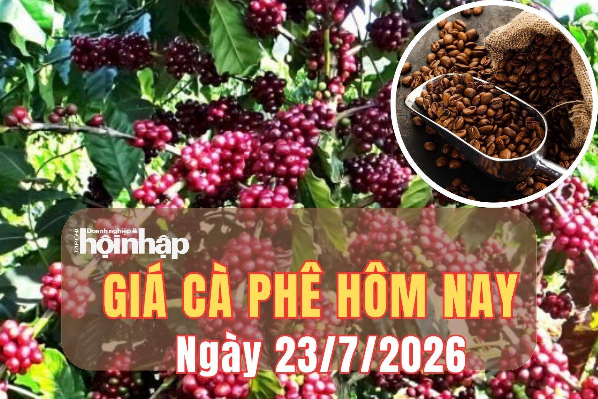 Giá cà phê hôm nay 23/7/2026: Giá cà phê trong nước và thế giới tiếp đà giảm