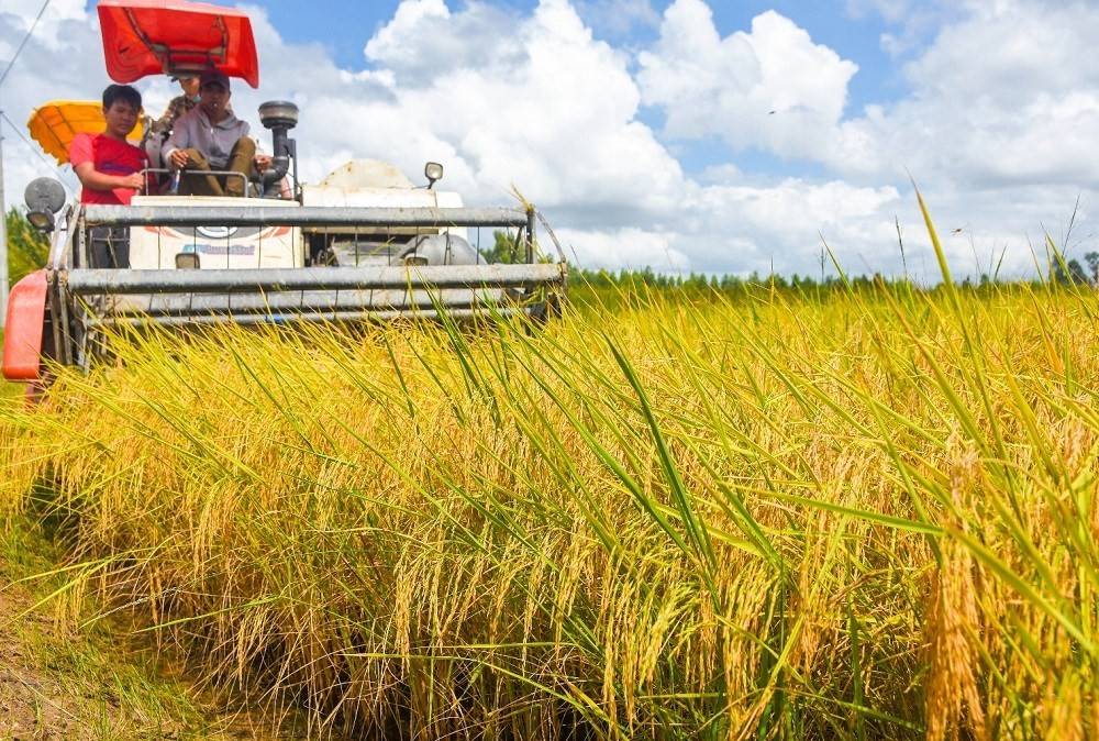 Bên cạnh những lợi thế về nuôi trồng, khai thác thủy sản, Cà Mau còn là địa phương có lợi thế về sản xuất lúa gạo và sản phẩm nông nghiệp khác. Đến nay, toàn tỉnh có 75.000 ha đất sản xuất lúa. Trong đó, chuyên canh lúa 02 vụ 35.000 ha, lúa - tôm 37.000 ha, lúa mùa khoảng 3.000 ha. 