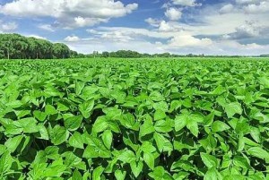Sức nóng từ giá dầu thô kích hoạt đà bứt phá của thị trường đậu tương