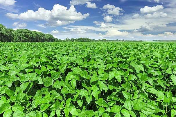 Thời tiết khô nóng tại các vùng trồng trọng điểm ở Mỹ đe dọa năng suất, tạo áp lực tăng giá lên mặt hàng đậu tương