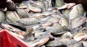 Xuất khẩu cá rô phi: Đà tăng chững lại trước áp lực từ các thị trường chủ lực