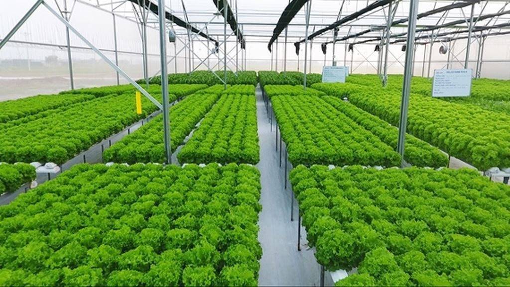 Dòng vốn xanh tăng tốc khi ngân hàng và doanh nghiệp cùng chuyển đổi mạnh mẽ