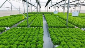 Dòng vốn xanh tăng tốc khi ngân hàng và doanh nghiệp cùng chuyển đổi mạnh mẽ
