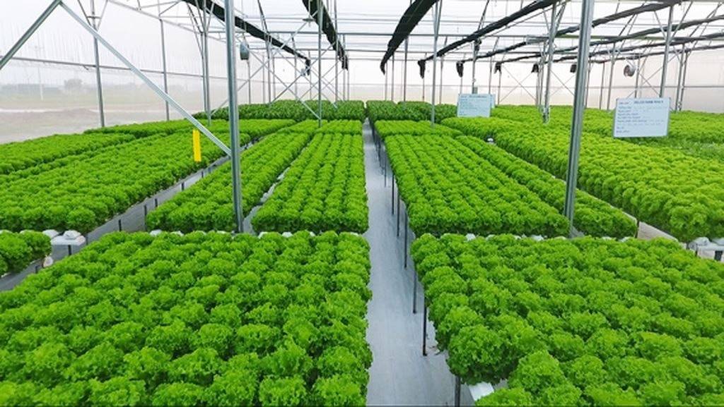 Dòng vốn xanh tăng tốc khi ngân hàng và doanh nghiệp cùng chuyển đổi mạnh mẽ