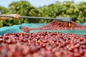 EU siết chuẩn an toàn thực phẩm, nông sản Việt đối mặt áp lực đáp ứng quy định SPS ngày càng khắt khe