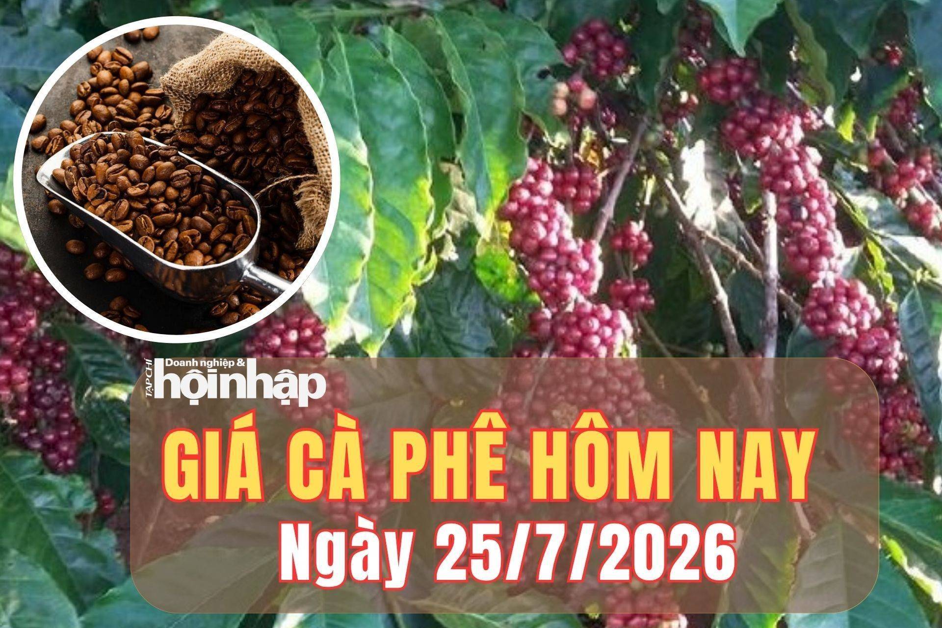 Giá cà phê hôm nay 25/7/2026: Giá cà phê trong nước tiếp tục giảm sâu, thế giới trái chiều