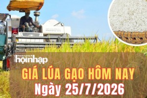 Giá lúa gạo hôm nay 25/7/2026: Giá lúa gạo ổn định, phụ phẩm tăng giảm đan xen