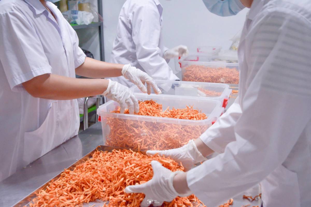 Đông trùng hạ thảo Phúc An được nuôi trồng trên quy trình công nghệ tiên tiến, hiện đại, kiểm soát nghiêm ngặt các điều kiện trong từng giai đoạn nhằm tạo ra sản phẩm chất lượng cao, đồng thời góp phần bảo toàn các hoạt chất tự nhiên quý giá có trong đông trùng hạ thảo. Quy trình sản xuất được chú trọng từ khâu nuôi trồng, thu hái đến chế biến và bảo quản, hướng tới mang đến sản phẩm an toàn, chất lượng, đáp ứng nhu cầu chăm sóc sức khỏe của người tiêu dùng.