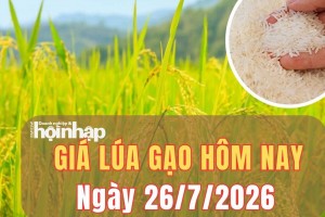 Giá lúa gạo hôm nay 26/7/2026: Giá lúa gạo bình ổn, gạo xuất khẩu tăng nhẹ