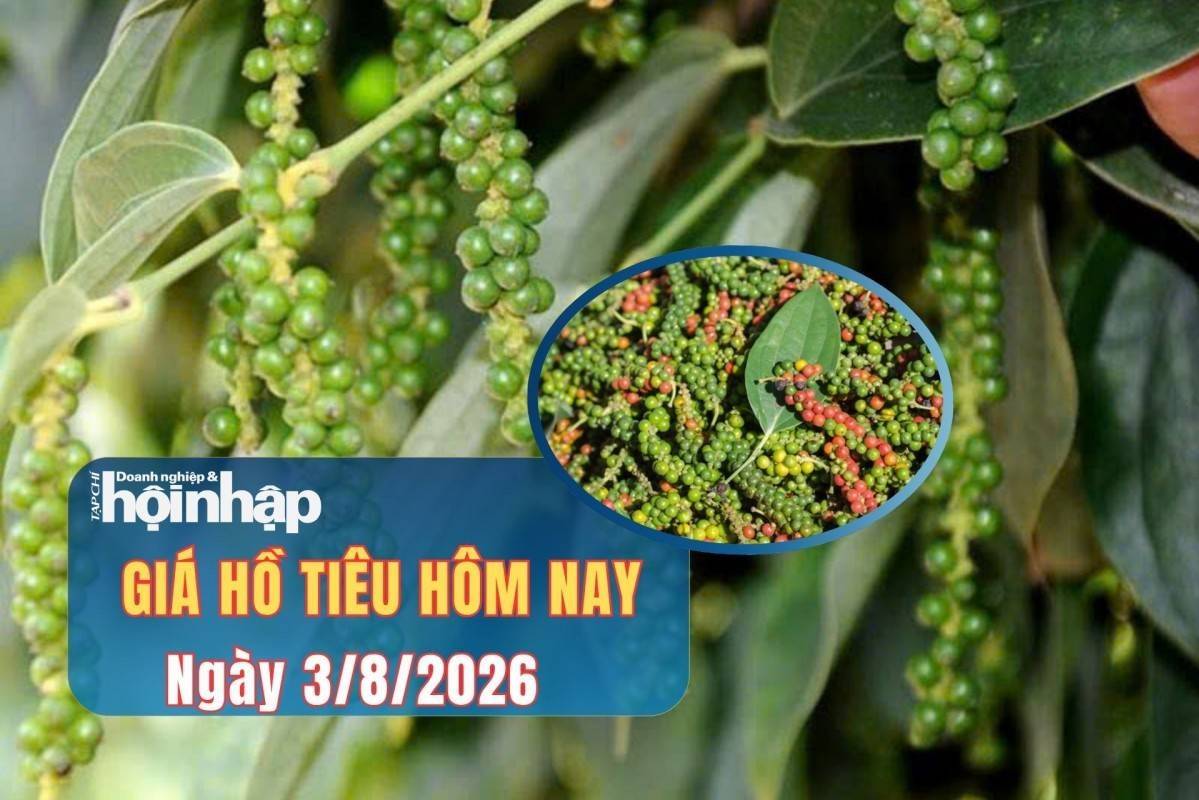 Giá tiêu hôm nay 3/8/2026: Giá tiêu trong nước đi ngang