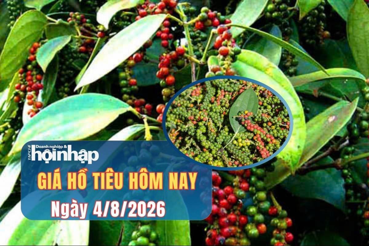 Giá tiêu hôm nay 4/8/2026: Giá tiêu trong nước tiếp tục đi ngang