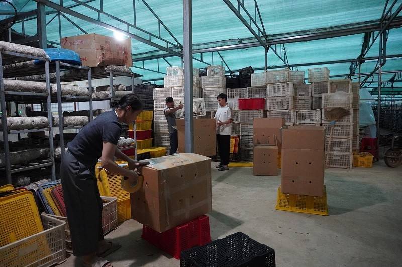 Từ vùng cao Púng Luông đến thị trường quốc tế: Hành trình của nấm sạch Lào Cai