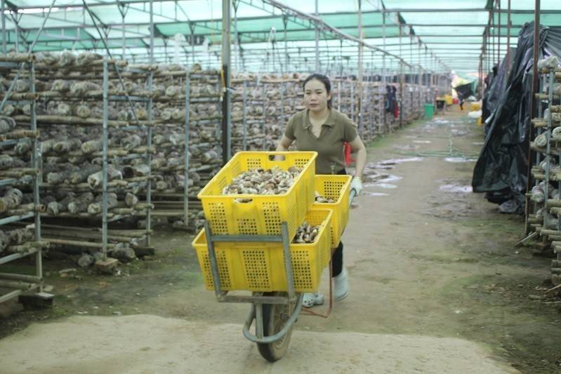 Từ vùng cao Púng Luông đến thị trường quốc tế: Hành trình của nấm sạch Lào Cai